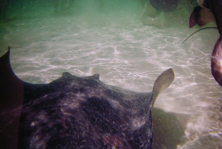 Sting Ray